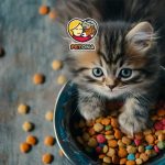 طرز تهیه غذای خانگی برای بچه گربه