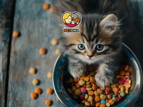 طرز تهیه غذای خانگی برای بچه گربه