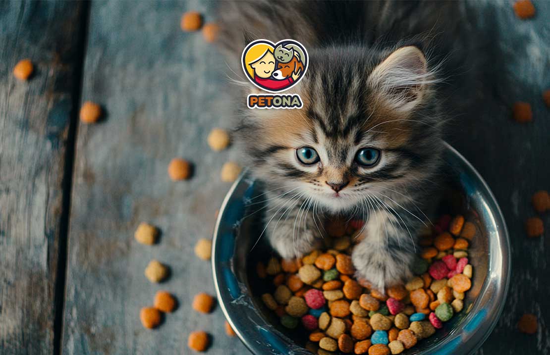 طرز تهیه غذای خانگی برای بچه گربه