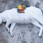 علائم بارداری گربه چیست و چطور از گربه باردار مراقبت کنیم؟