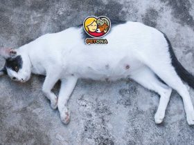 علائم بارداری گربه چیست و چطور از گربه باردار مراقبت کنیم؟