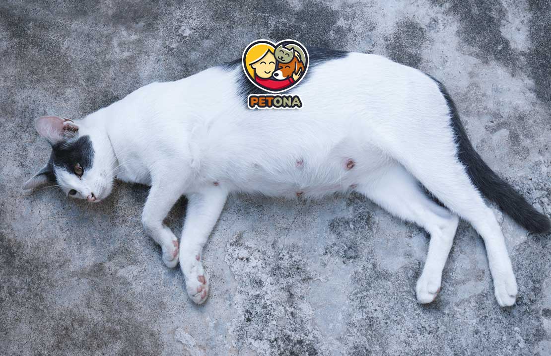 علائم بارداری گربه چیست و چطور از گربه باردار مراقبت کنیم؟