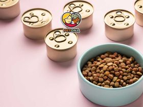 غذای خشک بهتر است یا غذای مرطوب برای گربه؟