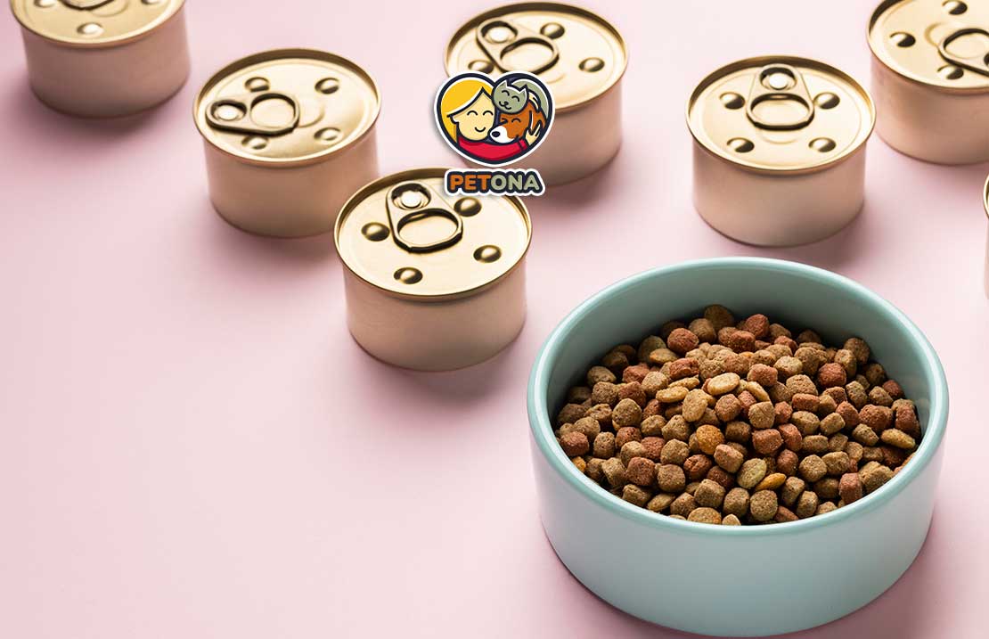 غذای خشک بهتر است یا غذای مرطوب برای گربه؟