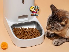 بهترین غذای گربه چیست؟ راهنمای کامل تغذیه بچه گربه، گربه بالغ، خیابانی و مریض