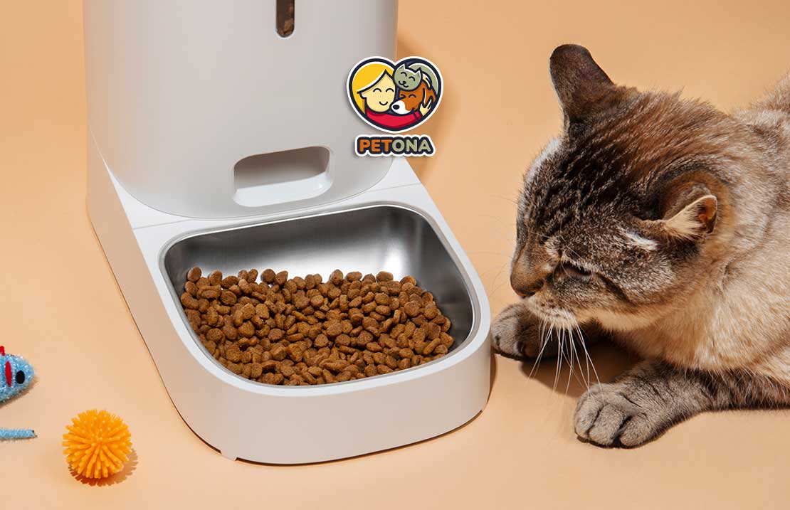 بهترین غذای گربه چیست؟ راهنمای کامل تغذیه بچه گربه، گربه بالغ، خیابانی و مریض