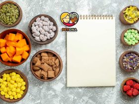 بهترین غذای گربه خانگی چیست؟