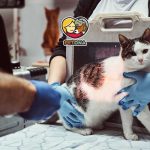 شایع‌ترین بیماری‌های گربه کدامند؟ علائم، راه‌های پیشگیری و درمان