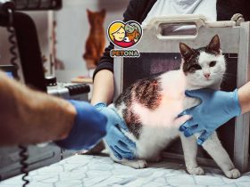 شایع‌ترین بیماری‌های گربه کدامند؟ علائم، راه‌های پیشگیری و درمان