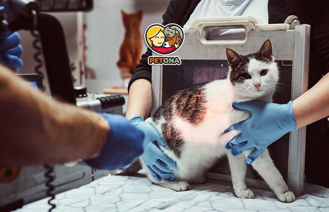 شایع‌ترین بیماری‌های گربه کدامند؟ علائم، راه‌های پیشگیری و درمان