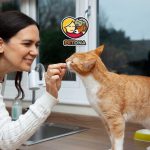 بهترین رژیم غذایی و نکات تغذیه گربه بیمار