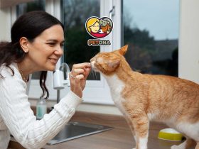 بهترین رژیم غذایی و نکات تغذیه گربه بیمار