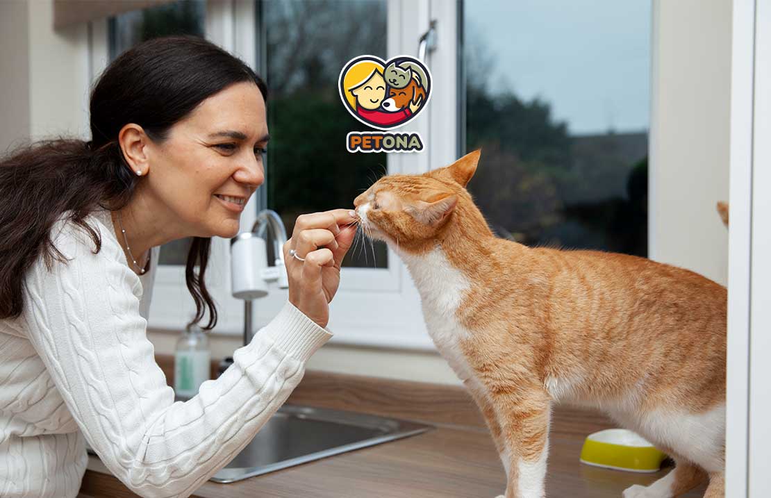 بهترین رژیم غذایی و نکات تغذیه گربه بیمار