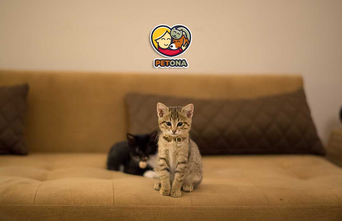 چطور به گربه خانگی خود فرمان "بشین" را یاد بدهیم؟