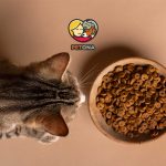 چگونه محصولات جوسرا اصل را از تقلبی تشخیص دهیم؟