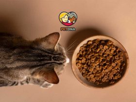 چگونه محصولات جوسرا اصل را از تقلبی تشخیص دهیم؟