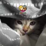 علائم افسردگی در گربه ها چیست و چگونه درمان می‌شود؟