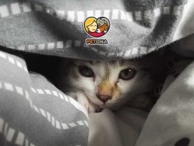 علائم افسردگی در گربه ها چیست و چگونه درمان می‌شود؟