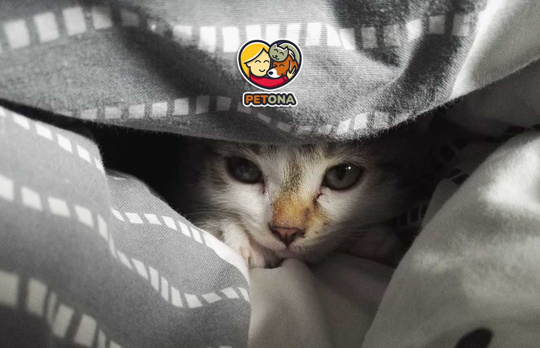 علائم افسردگی در گربه ها چیست و چگونه درمان می‌شود؟