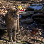 انواع گربه‌ وحشی جهان کدامند؟