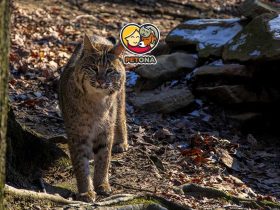 انواع گربه‌ وحشی جهان کدامند؟