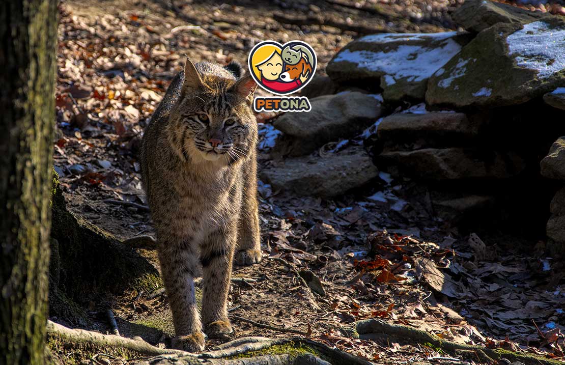 انواع گربه‌ وحشی جهان کدامند؟