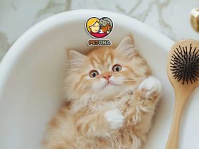 چگونه گربه خود را حمام کنیم؟