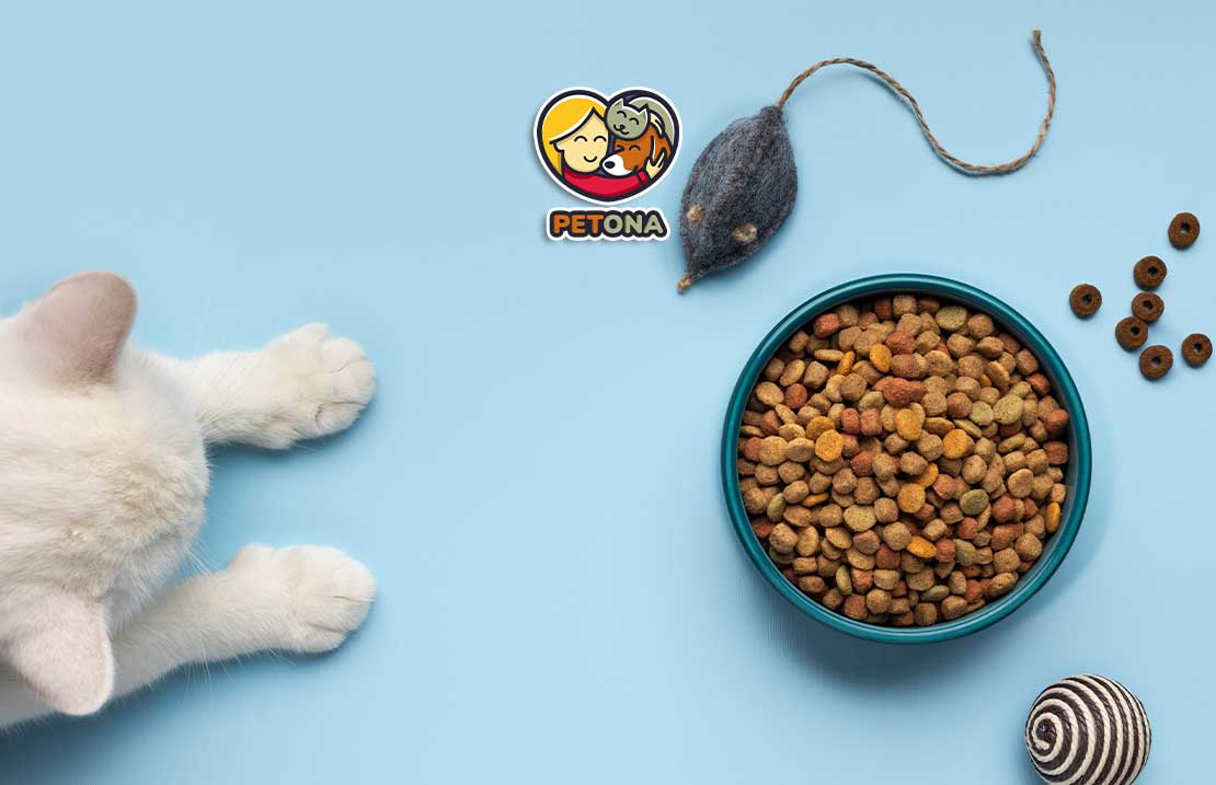 راهنمای تغذیه و کنترل وزن گربه عقیم‌شده