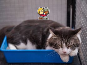 چگونه گربه را به جعبه خاک عادت دهیم؟