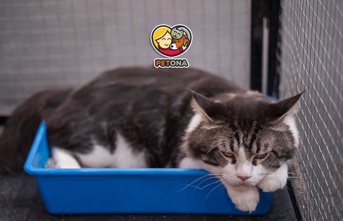 چگونه گربه را به جعبه خاک عادت دهیم؟