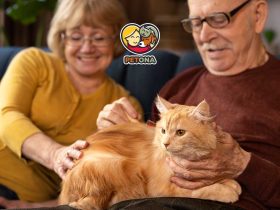 چه غذایی برای گربه‌های مسن مناسب است؟