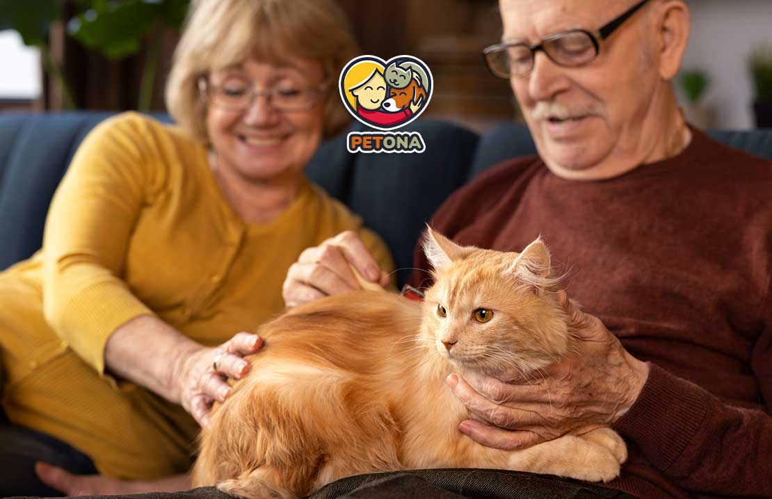 چه غذایی برای گربه‌های مسن مناسب است؟