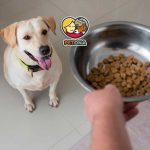 آیا غذای سگ هپی داگ Happy Dog بهترین انتخاب برای سگ شماست؟