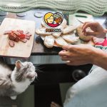 طرز تهیه غذای خانگی گربه با گوشت، مرغ، ماهی و سبزیجات