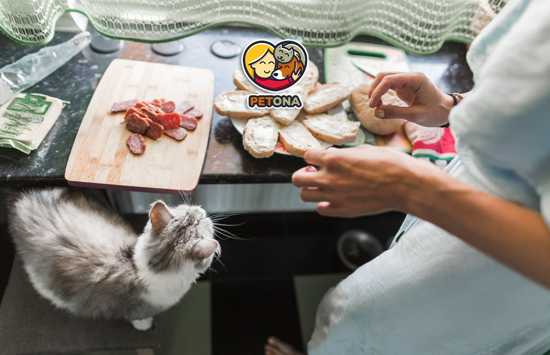 طرز تهیه غذای خانگی گربه با گوشت، مرغ، ماهی و سبزیجات