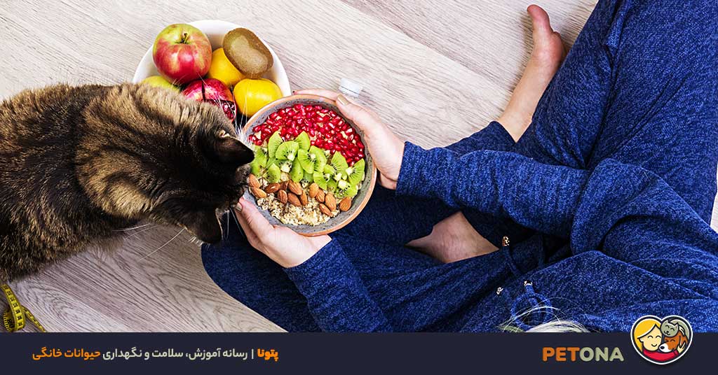 طرز تهیه غذای خانگی گربه با گوشت، مرغ، ماهی و سبزیجات