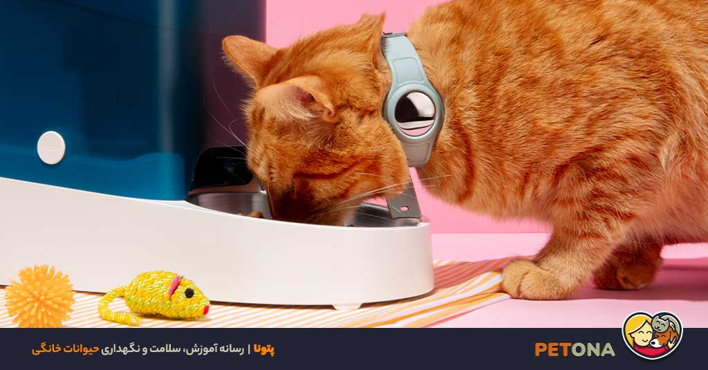 طرز تهیه غذای خانگی گربه با گوشت، مرغ، ماهی و سبزیجات