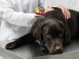 شایع‌ترین بیماری‌های سگ