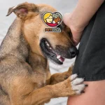 علت خارش بدن سگ