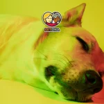 سگ‌ها چه رنگ‌هایی را می‌بینند