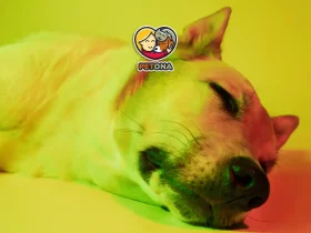 سگ‌ها چه رنگ‌هایی را می‌بینند