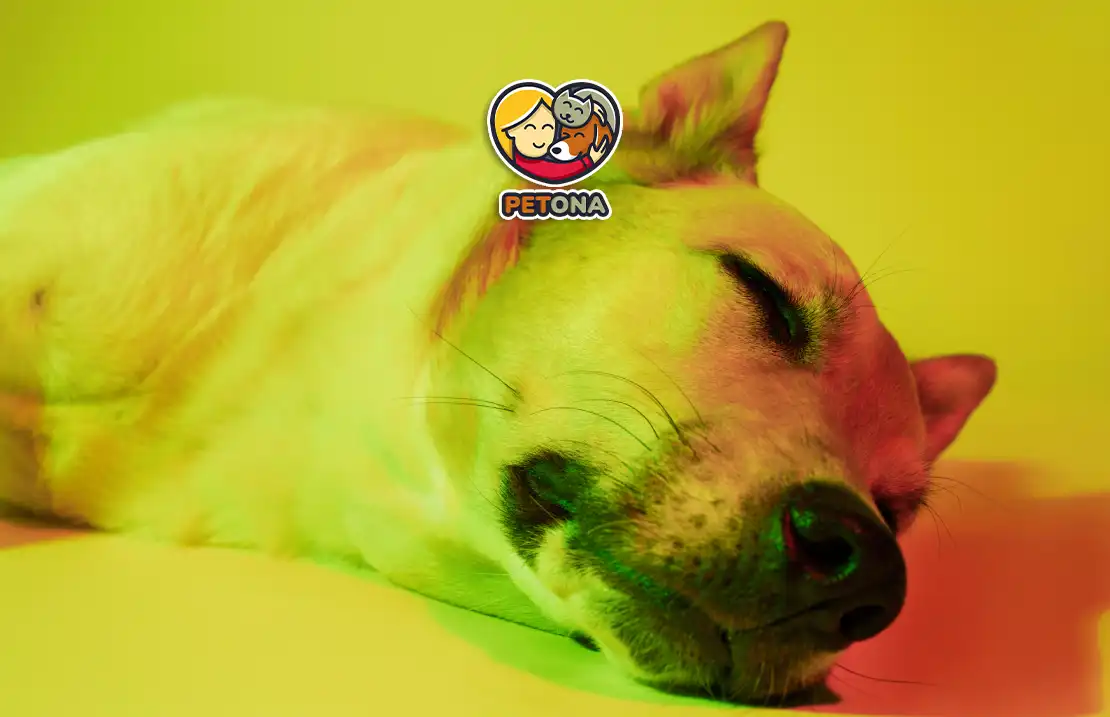 سگ‌ها چه رنگ‌هایی را می‌بینند