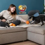 نگهداری سگ و گربه باهم در خانه