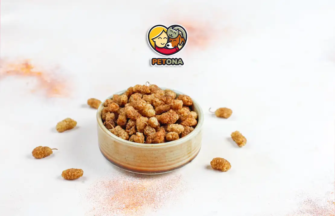 غذای خشک ارزان گربه