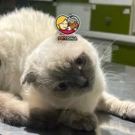 توکسوپلاسموز گربه