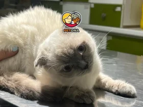 توکسوپلاسموز گربه