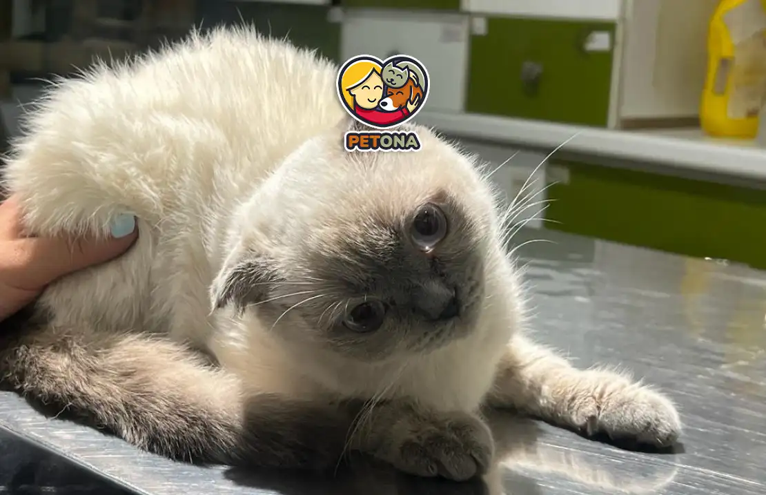 توکسوپلاسموز گربه