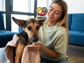 سرپرستی گرفتن سگ