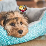 جای خواب برای سگ خانگی