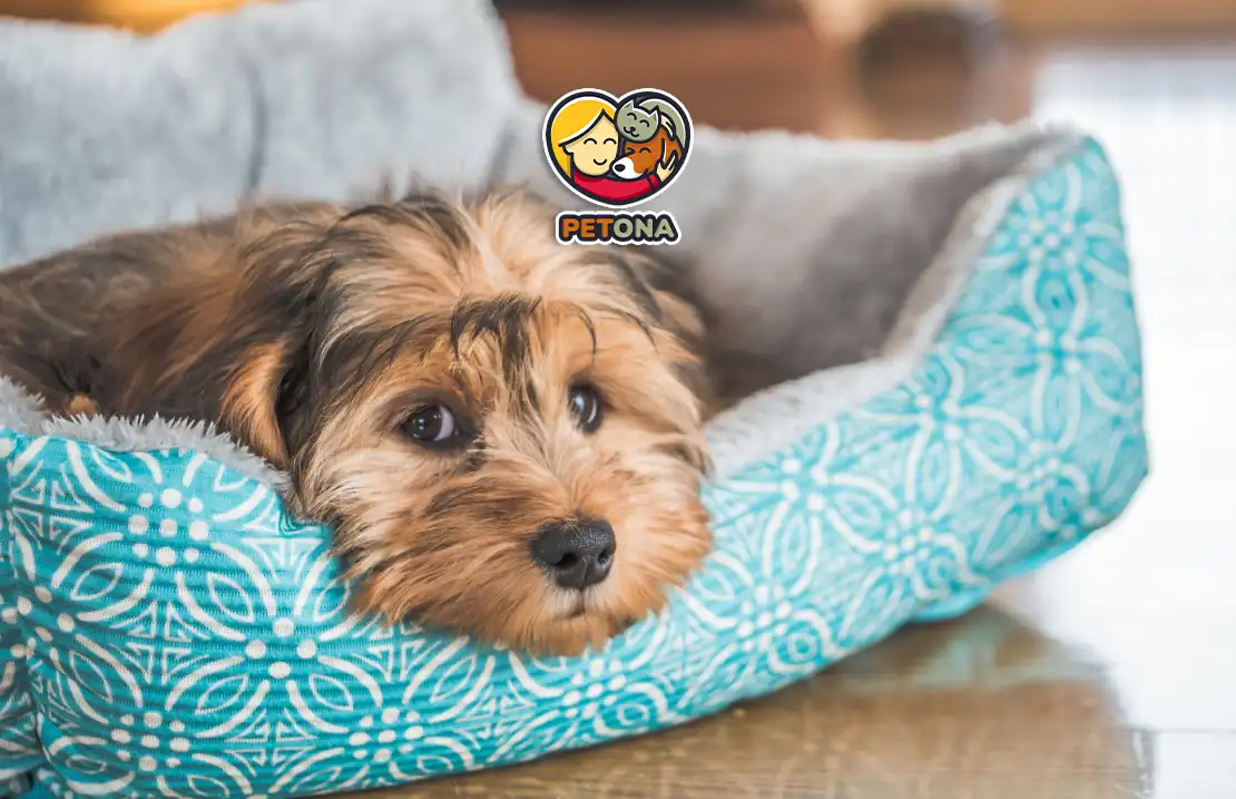 جای خواب برای سگ خانگی